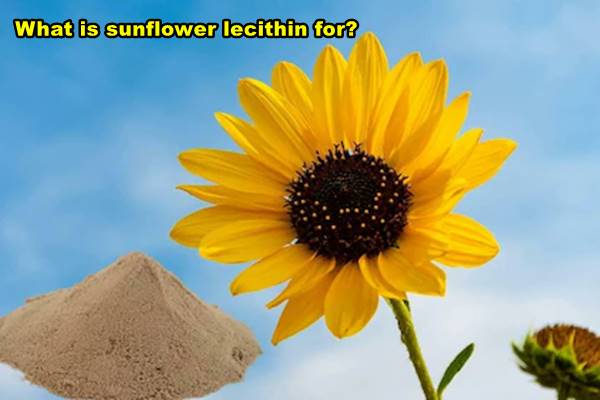 What is sunflower lecithin for?