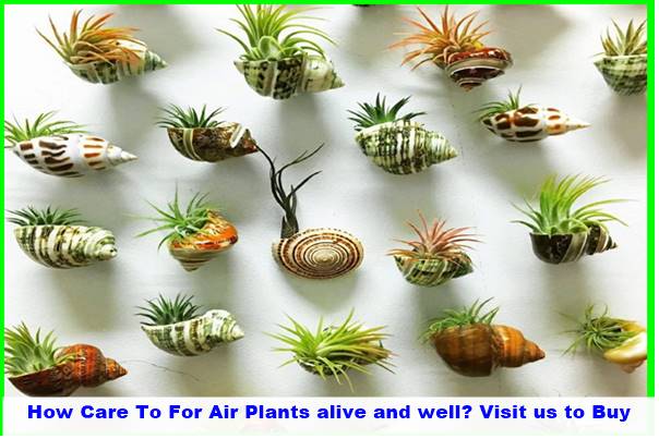 How Care To For Air Plants alive and well? Visit us to Buy